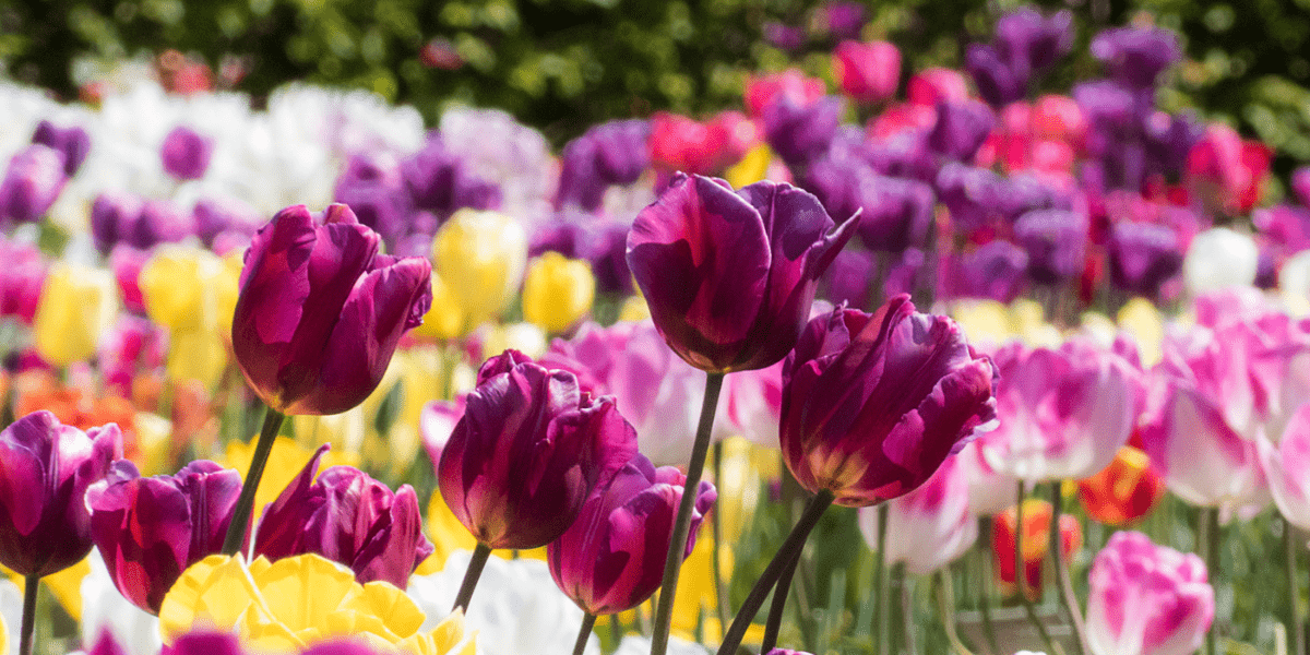 How To Plant Bulbs - Old Railway Line Garden Centre