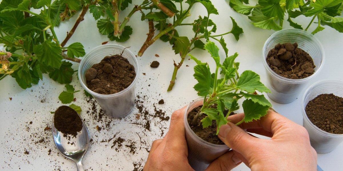 How To Take Plant Cuttings - Old Railway Line Garden Centre