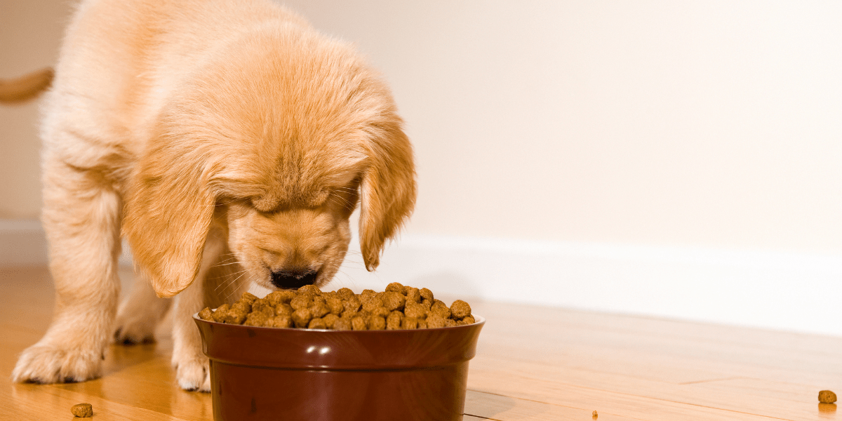 Hypoallergenic Dog Food: What It Is & Why It Could Benefit Your Dog - Old Railway Line Garden Centre