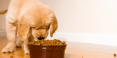Hypoallergenic Dog Food: What It Is & Why It Could Benefit Your Dog - Old Railway Line Garden Centre