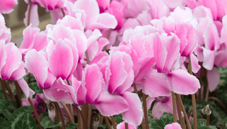 January Cyclamen - Old Railway Line Garden Centre