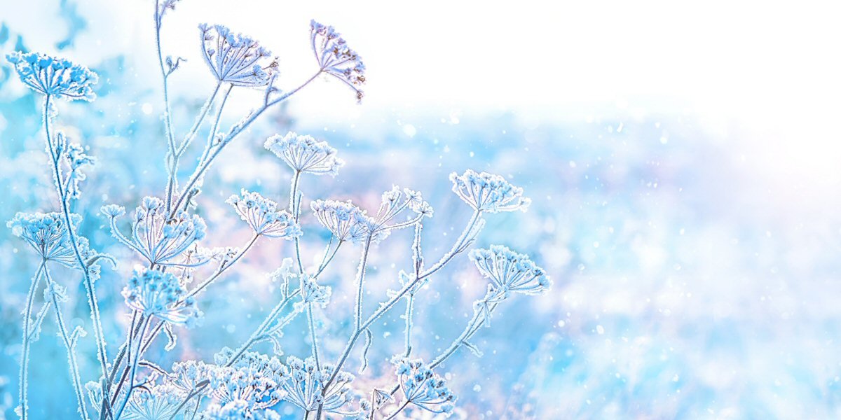 January Gardening Tips - Old Railway Line Garden Centre