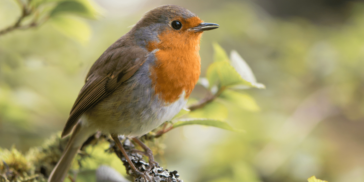 Join the Big Garden Birdwatch - Old Railway Line Garden Centre
