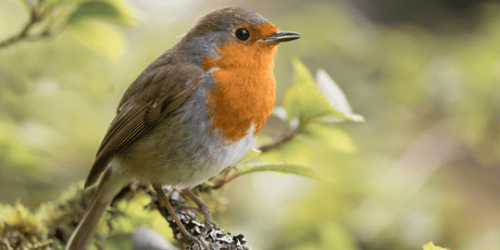 Join the Big Garden Birdwatch - Old Railway Line Garden Centre