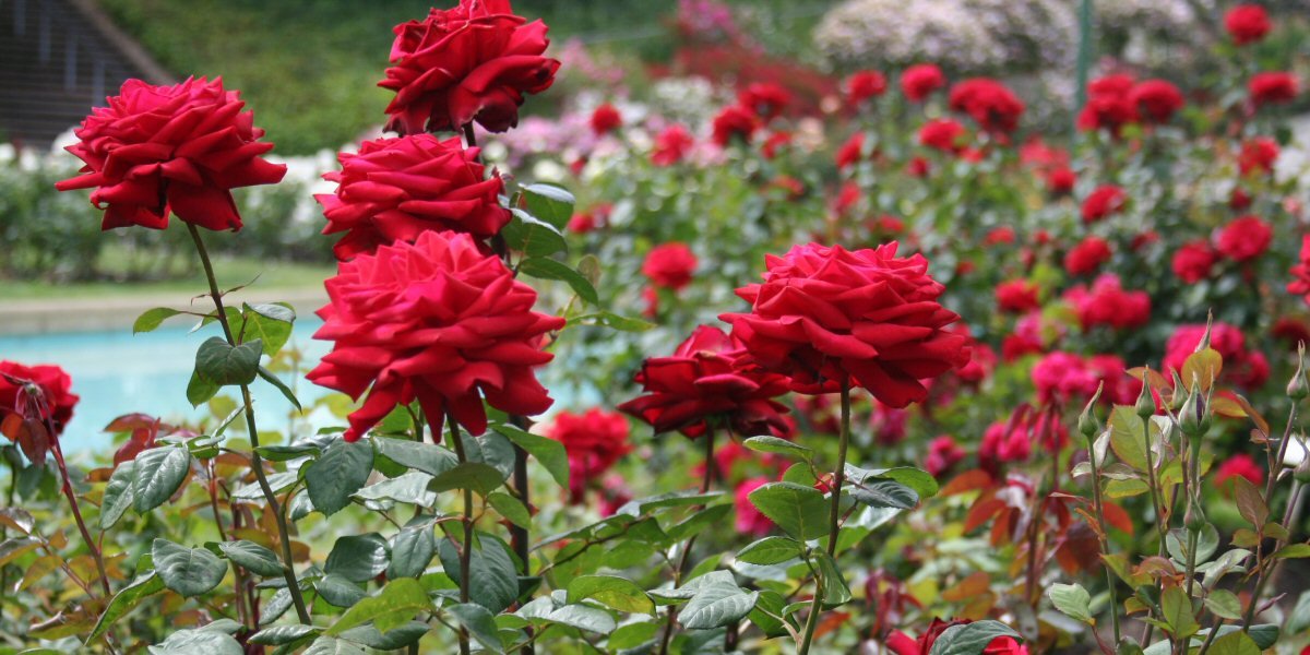 June Gardening Tips - Old Railway Line Garden Centre