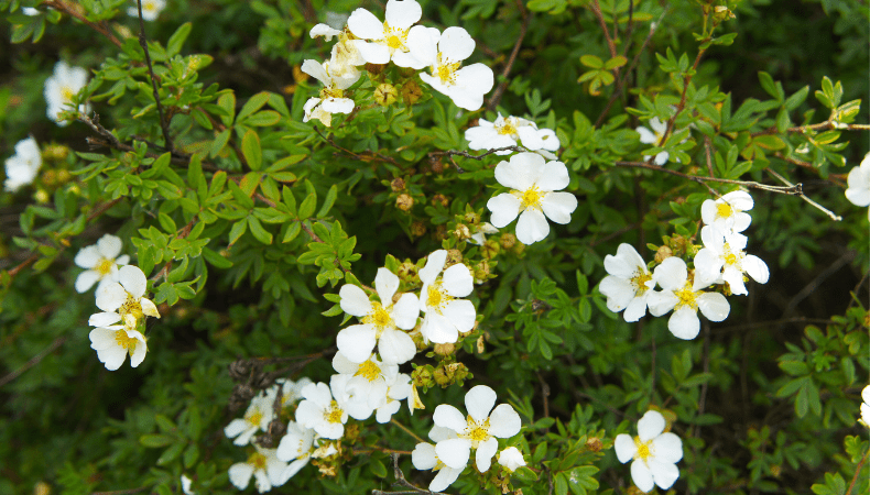 Keith’s Favourite Shrubs - Old Railway Line Garden Centre
