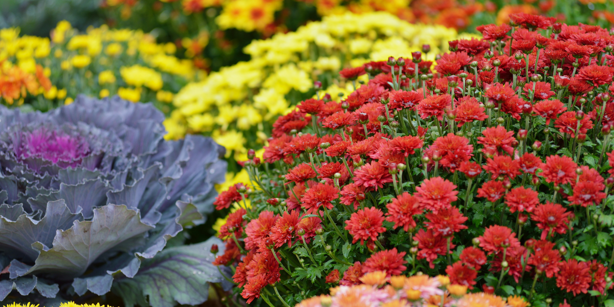 Late Summer & Early Autumn Container Ideas for Lasting Colour - Old Railway Line Garden Centre