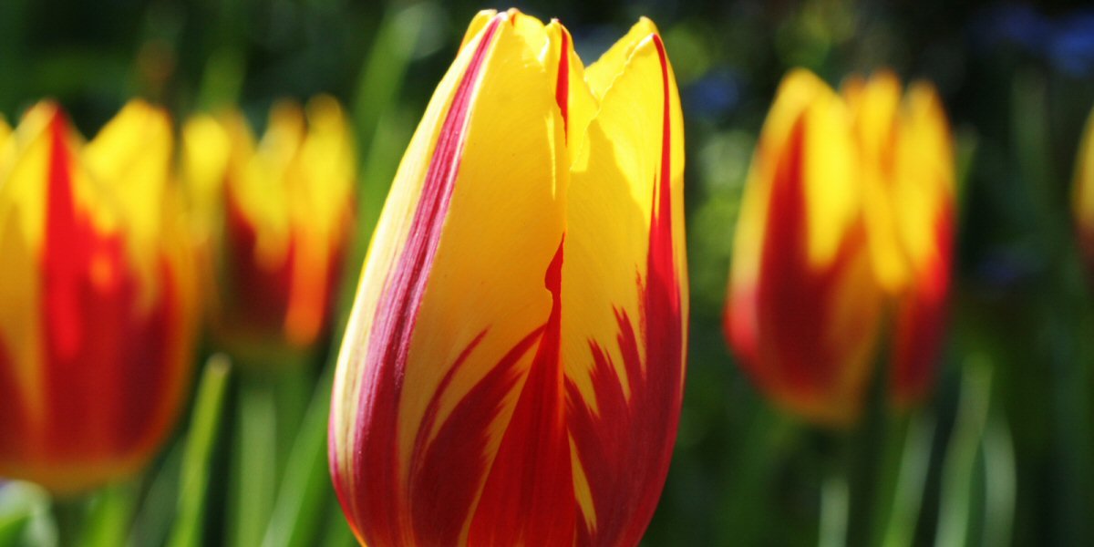 March Gardening Tips 2022 - Old Railway Line Garden Centre