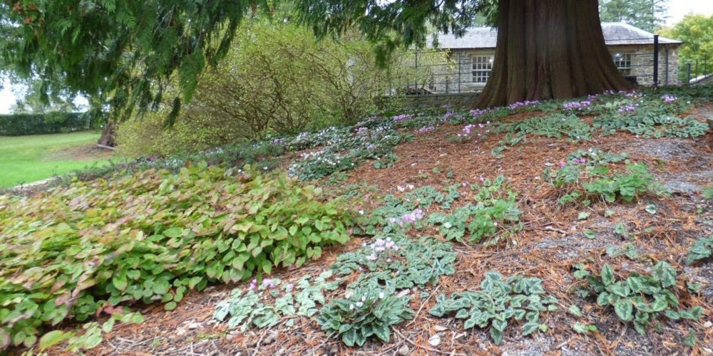 November at Aberglasney 2021 - Old Railway Line Garden Centre