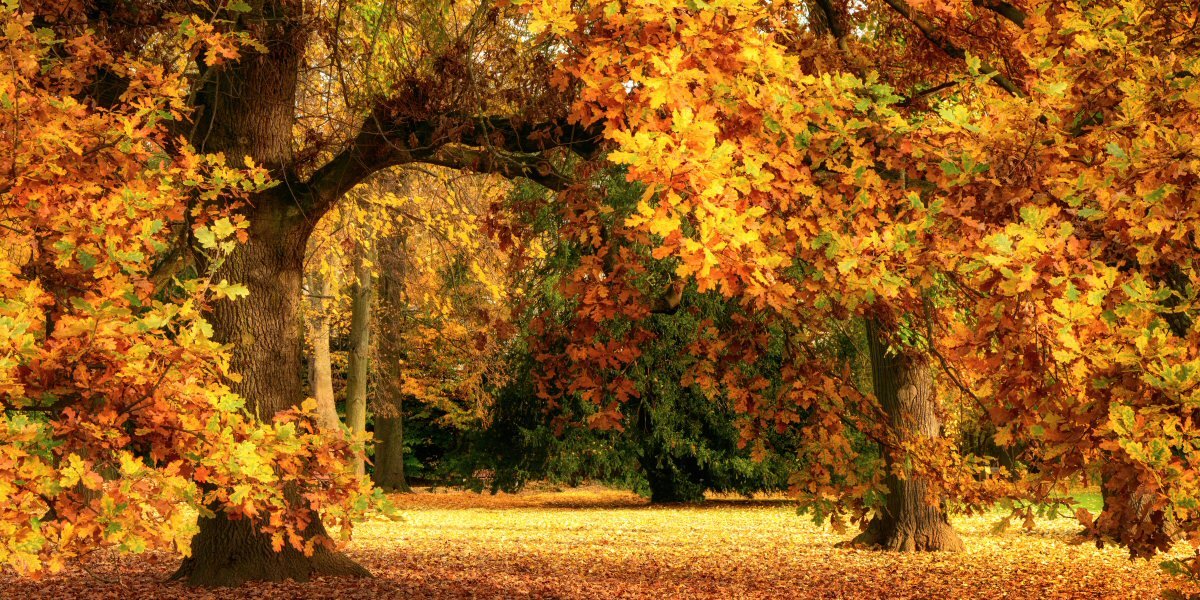 November Gardening Tips 2019 - Old Railway Line Garden Centre