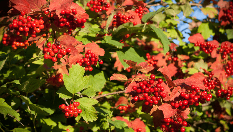 November Viburnum - Old Railway Line Garden Centre