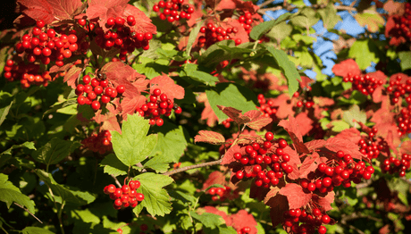 November Viburnum - Old Railway Line Garden Centre