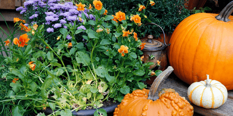 October 2024 - ‘Autumn in all its Glory’ - Old Railway Line Garden Centre