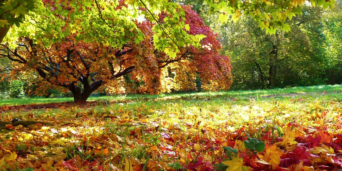 October Gardening Tips - Old Railway Line Garden Centre