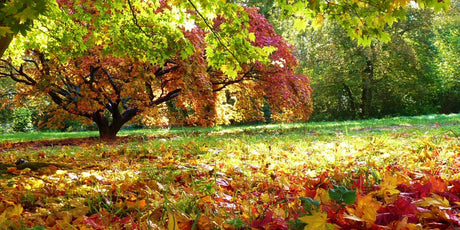 October Gardening Tips - Old Railway Line Garden Centre