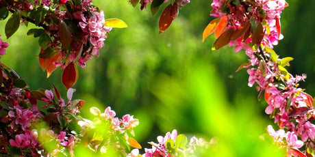 Our Top 5 Tips on Maintaining Outdoor Plants - Old Railway Line Garden Centre