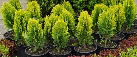 ‘Plant of the Moment’ – Conifers - Old Railway Line Garden Centre