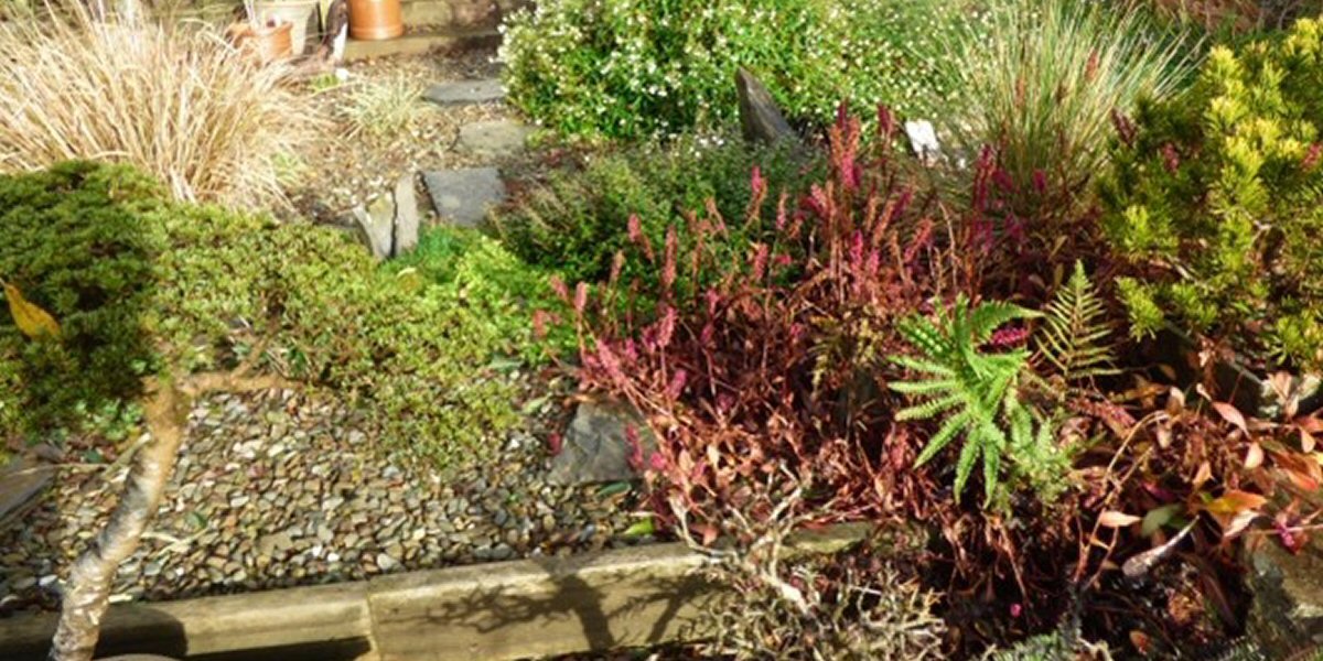 Plants for Difficult Areas - Old Railway Line Garden Centre