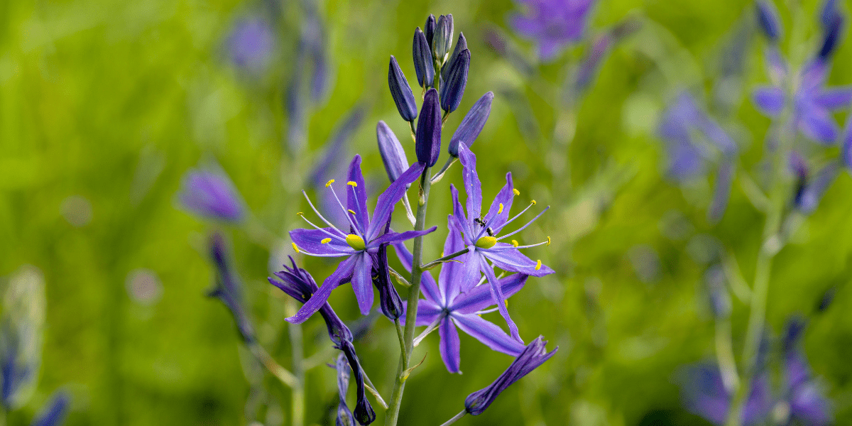 Preparing for Summer - Old Railway Line Garden Centre