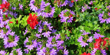 Seed Sowing for Summer Colour - Old Railway Line Garden Centre