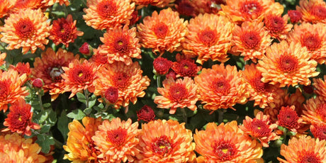 September Gardening Tips - Old Railway Line Garden Centre