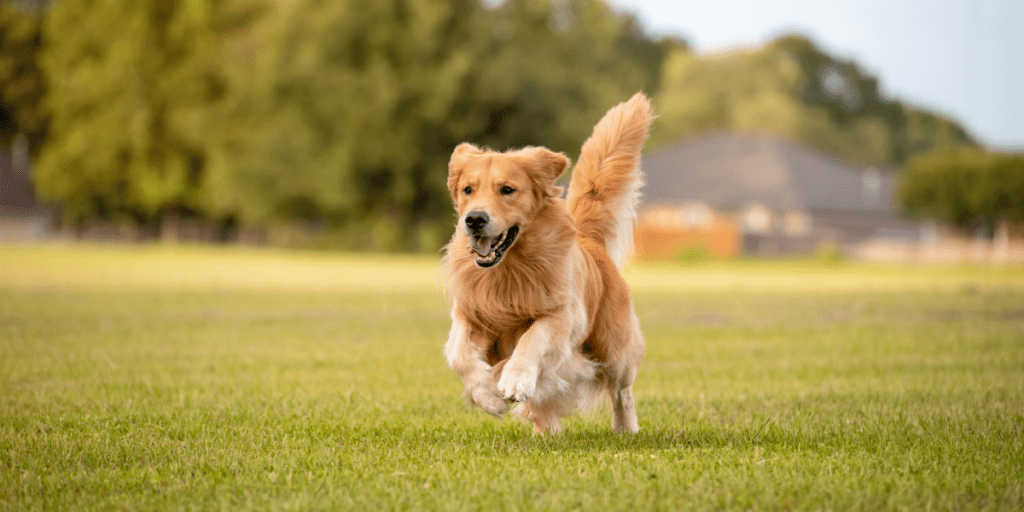 Simple Steps to Train Recall for Your Dog - Old Railway Line Garden Centre