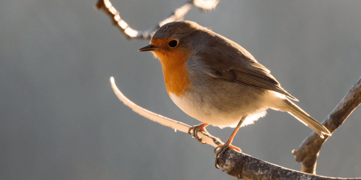Take Part in the Big Garden Birdwatch This Weekend - Old Railway Line Garden Centre