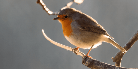 Take Part in the Big Garden Birdwatch This Weekend - Old Railway Line Garden Centre