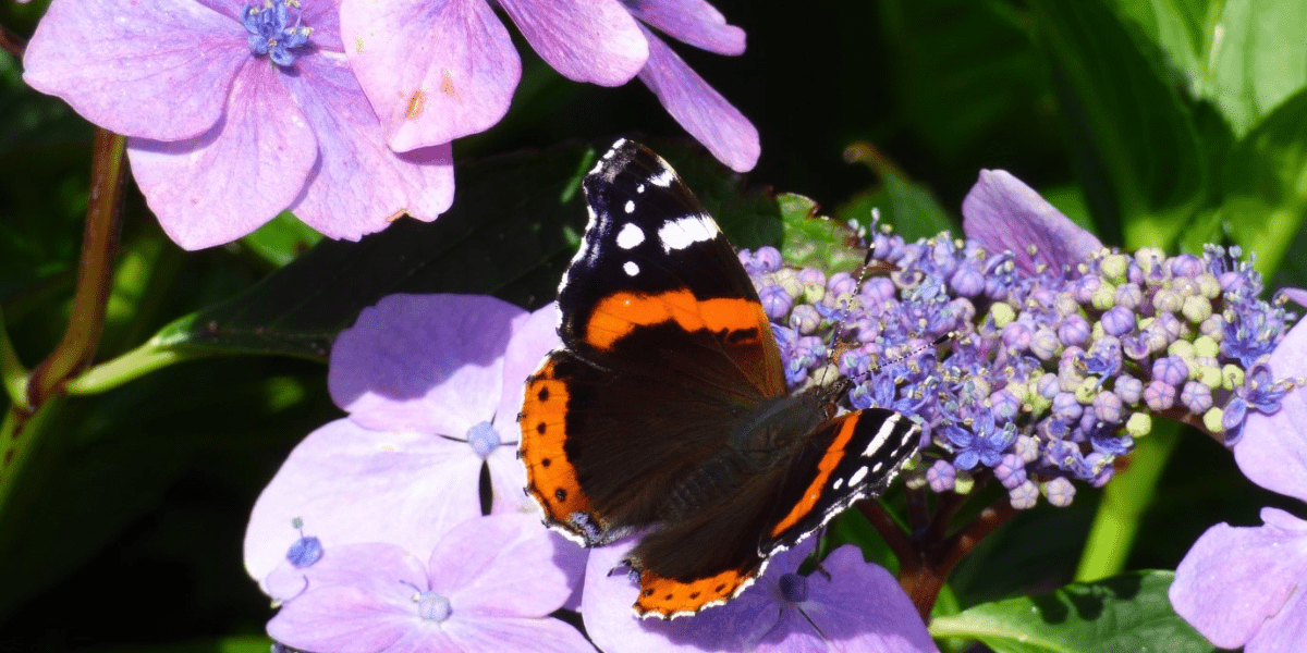 The August Garden 2022 - Old Railway Line Garden Centre