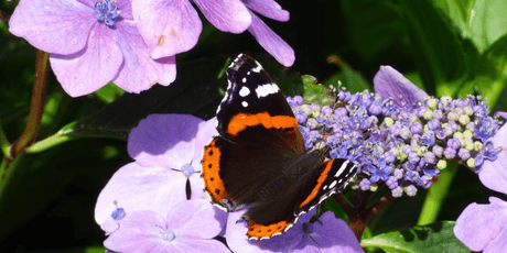 The August Garden 2022 - Old Railway Line Garden Centre