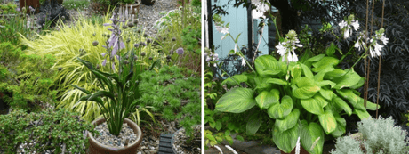 The August Garden 2023 - Old Railway Line Garden Centre