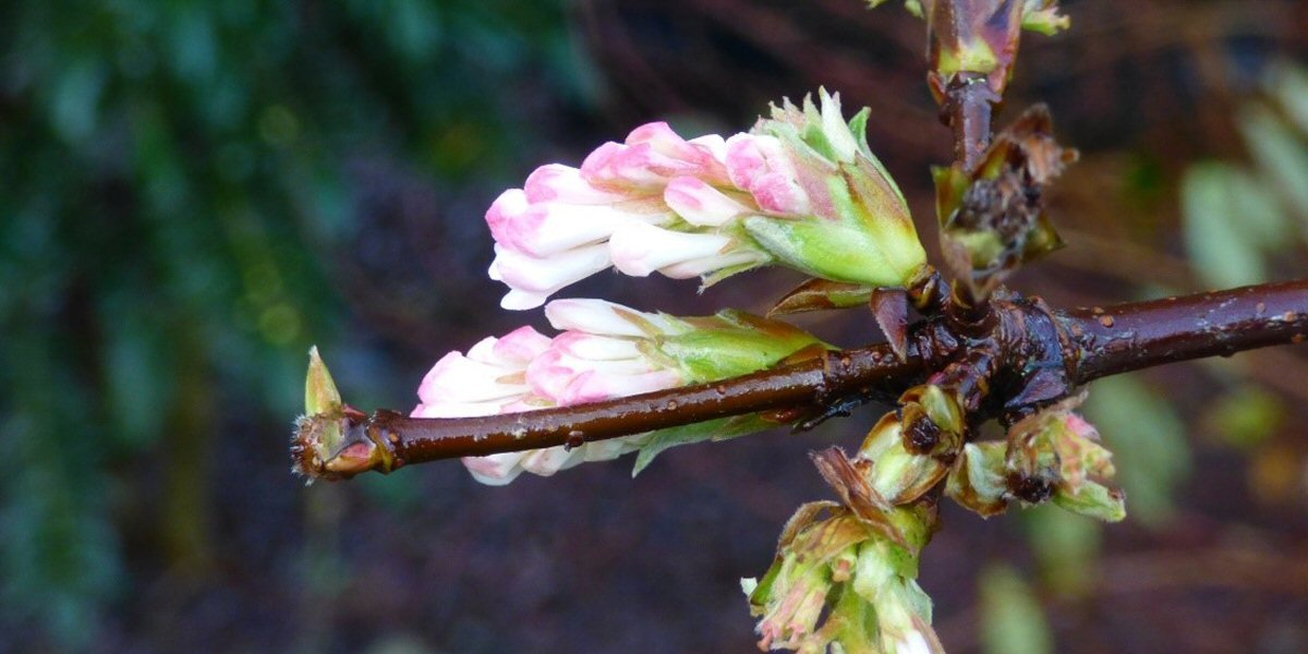 The December Garden 2020 - Old Railway Line Garden Centre