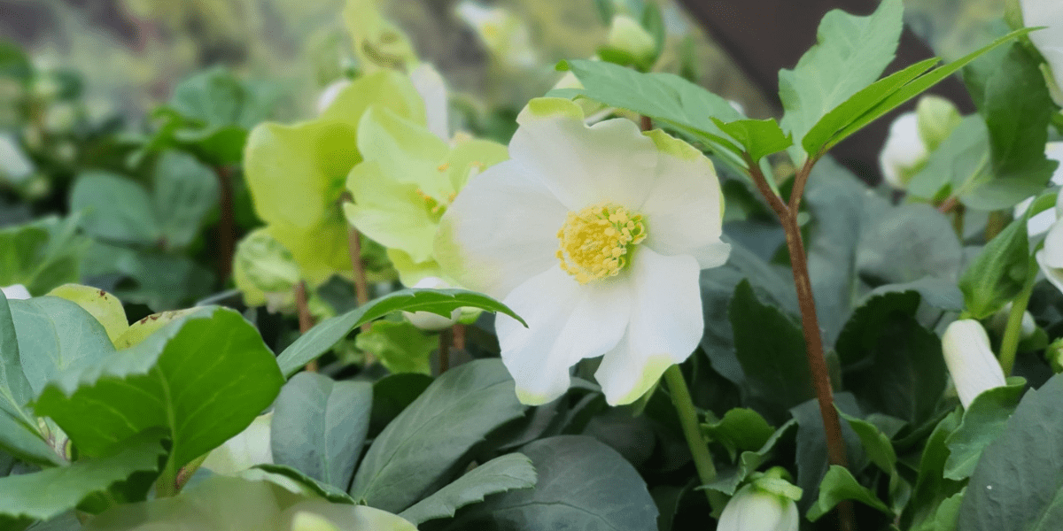 The December Garden 2022 - Old Railway Line Garden Centre