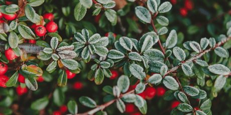 The December Garden 2023 - Old Railway Line Garden Centre