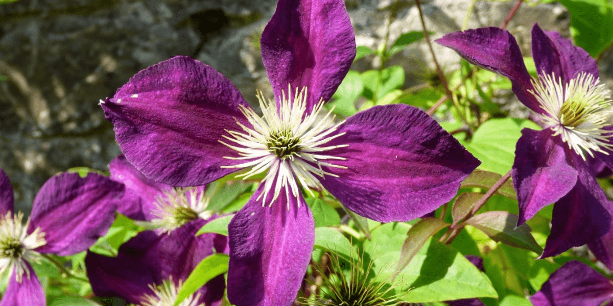 The February Garden 2023 - Old Railway Line Garden Centre