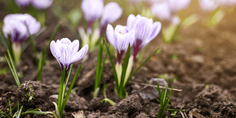 The Garden in April 2024- ‘Between the Showers’ - Old Railway Line Garden Centre