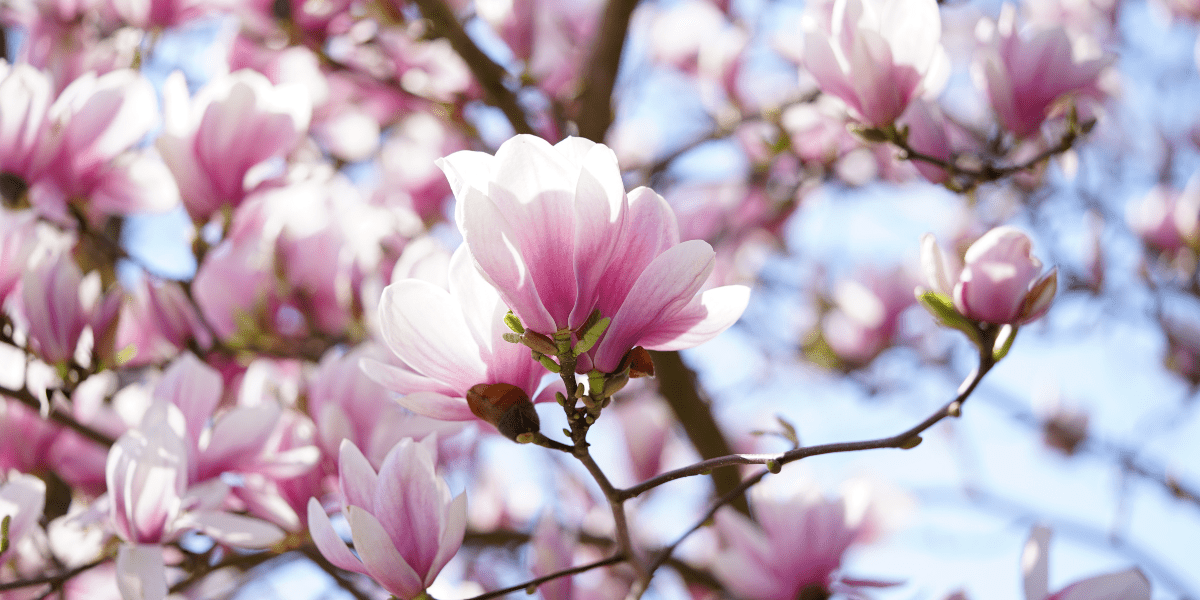 The Garden in April 2025 - Old Railway Line Garden Centre