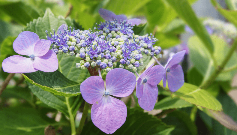 The Garden in August 2020 - Old Railway Line Garden Centre