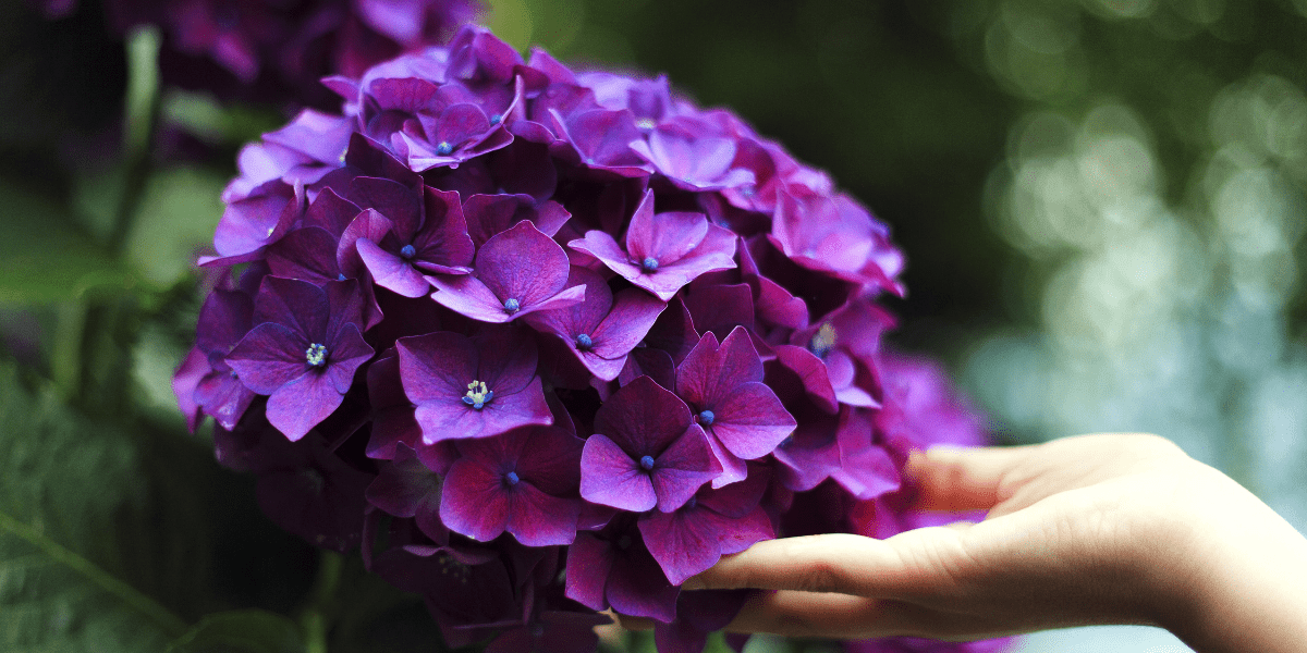 The Garden in August 2024- ‘Feeling Good about Gardening’ - Old Railway Line Garden Centre