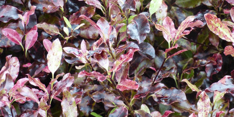 The Garden in December 2021 - Old Railway Line Garden Centre