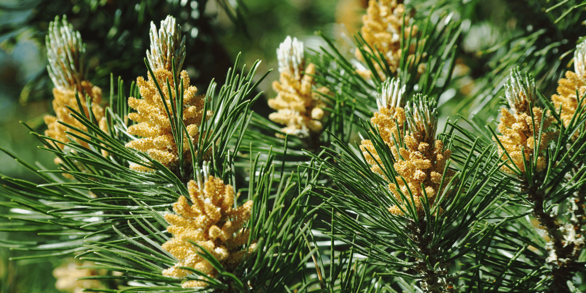 The Garden in December 2024- ‘Rounding off the Year’ - Old Railway Line Garden Centre