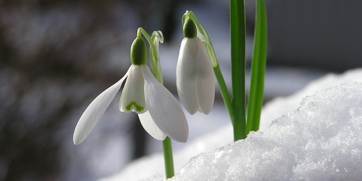 The Garden in February 2021 - Old Railway Line Garden Centre