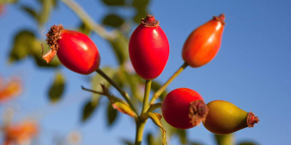 The Garden in February 2024 - Old Railway Line Garden Centre