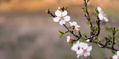 The Garden in February 2025 - Old Railway Line Garden Centre