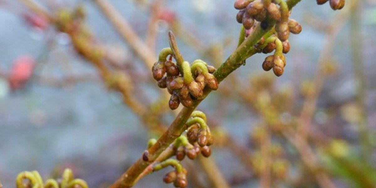 The Garden in January 2021 - Old Railway Line Garden Centre
