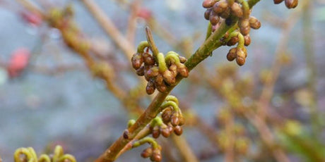 The Garden in January 2021 - Old Railway Line Garden Centre