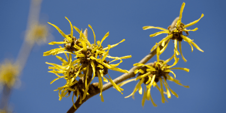 The Garden in January 2024 - Old Railway Line Garden Centre