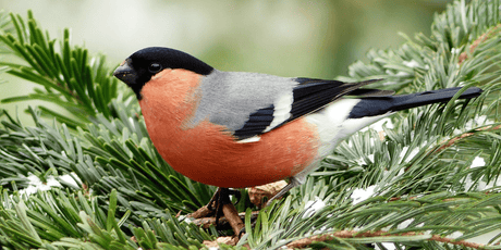 The Garden in January 2025 - Old Railway Line Garden Centre