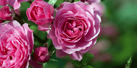 The Garden in July 2024 - ‘Celebrating the Rose’ - Old Railway Line Garden Centre