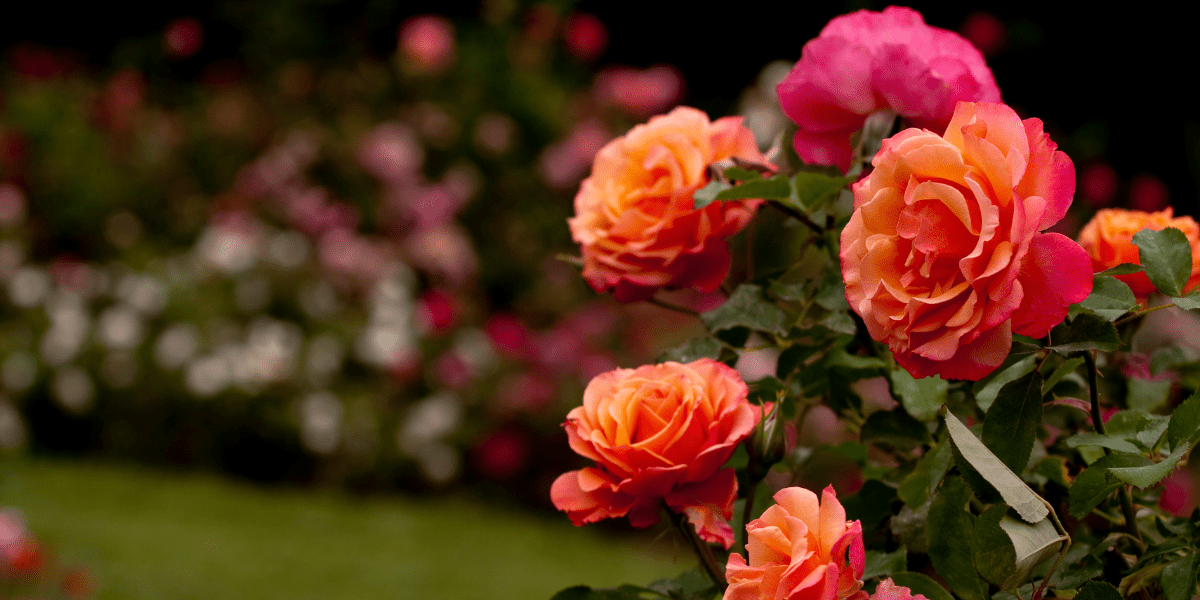 The Garden in July 2025- ‘Everything’s coming up Roses’! - Old Railway Line Garden Centre